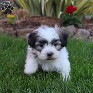 Spad, Teddy Bear Puppy